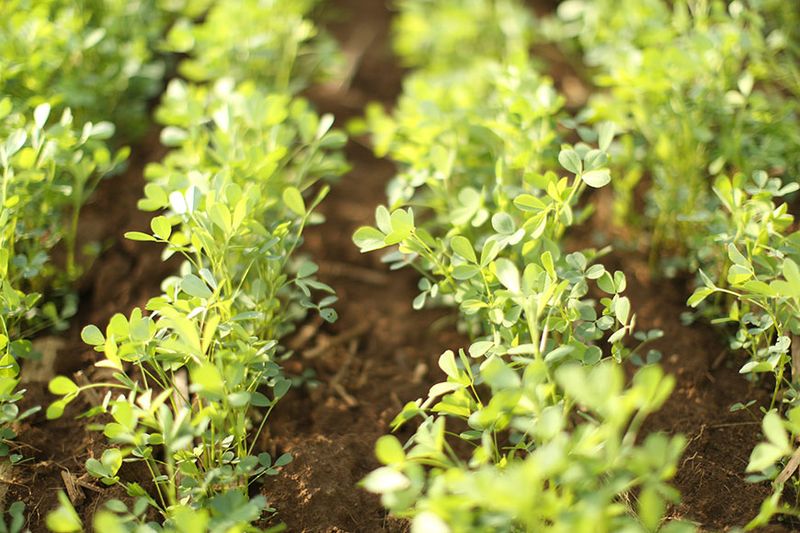 Alfalfa