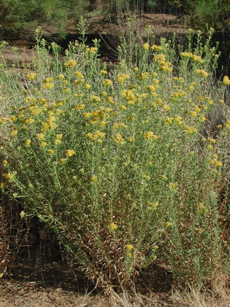 Alkali Goldenbush Adds Native Color To Desert Gardens Alkali Goldenbush Adds Native Color To Desert Gardens
