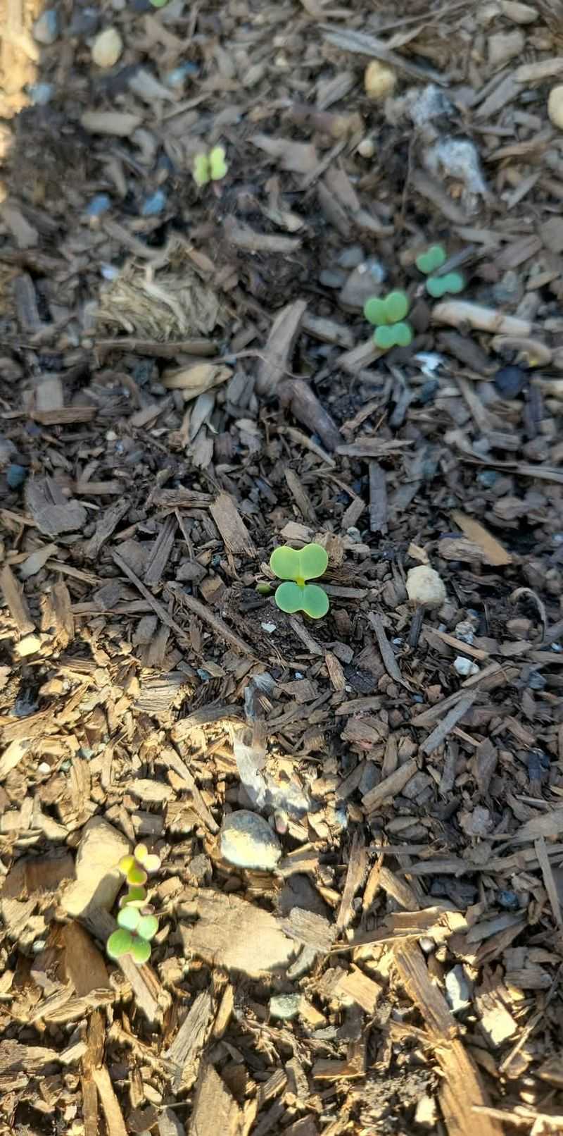Alkaline Soil Locks Iron Away From The Roots