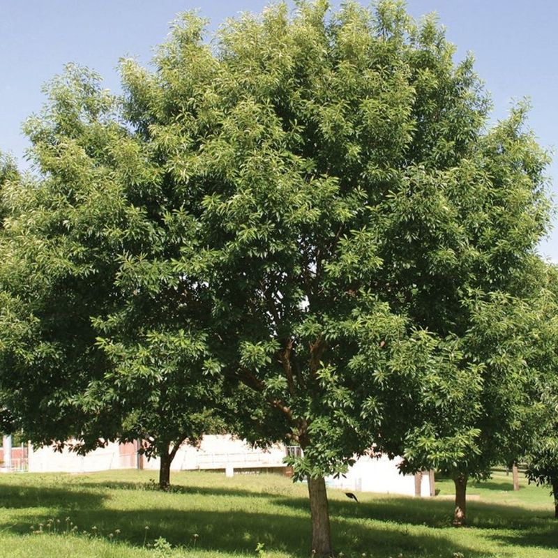 Alkaline Texas Soils Are Less Of An Obstacle
