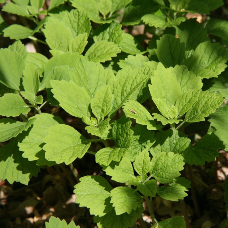 Allegheny Spurge Can Replace Monkey Grass Allegheny Spurge Can Replace Monkey Grass