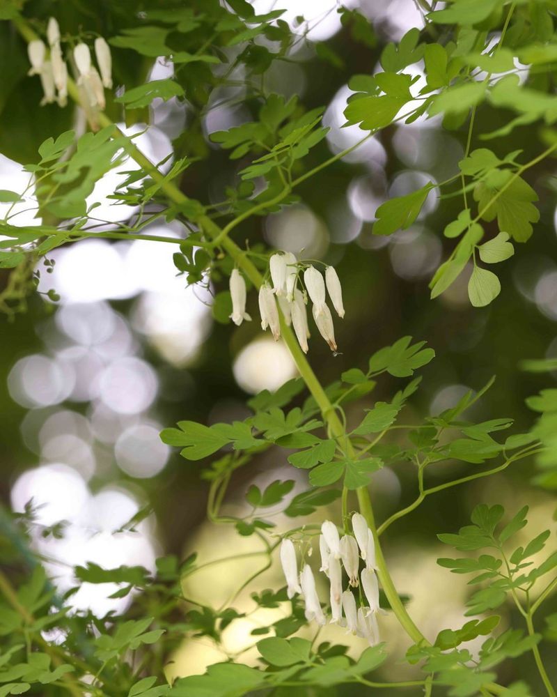 Allegheny Vine 