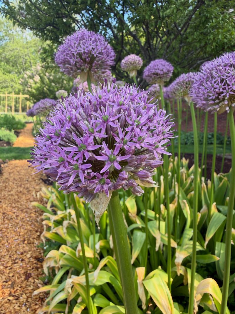 Alliums Add Giant Flower Globes Alliums Add Giant Flower Globes