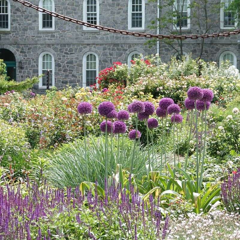 Alliums Add Tall Spring Drama