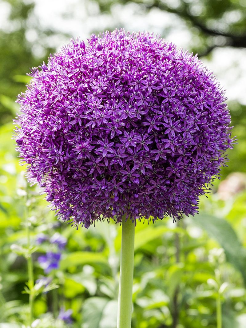 Allium's Pungent Scent Sends Them Away Allium's Pungent Scent Sends Them Away