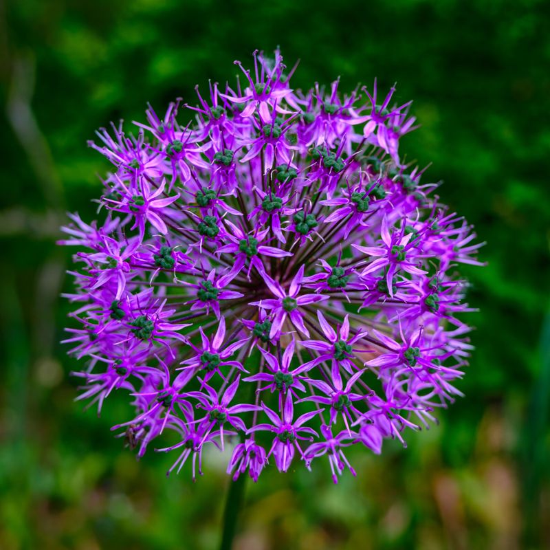 Alliums Alliums