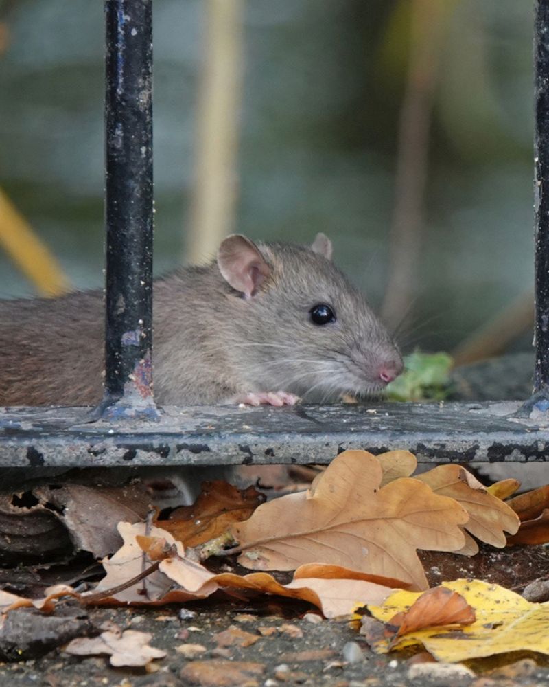 Allowing Branches Near The Roof Creates An Easy Rat Bridge Allowing Branches Near The Roof Creates An Easy Rat Bridge