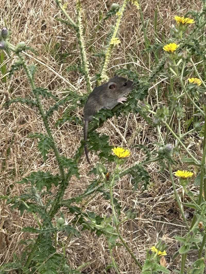 Allowing Seed Heads To Drop Across The Yard Allowing Seed Heads To Drop Across The Yard