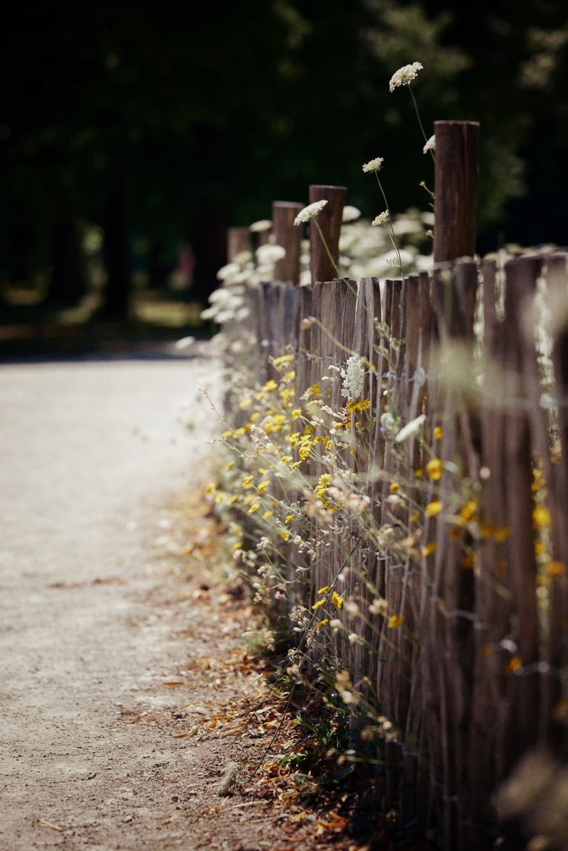 Along Garden Borders And Fence Lines