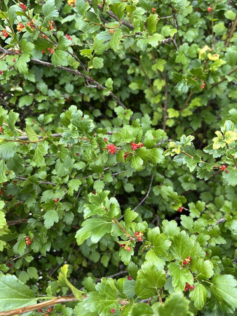 Alpine Currant Brings Zone Two Hardiness To Hedges Alpine Currant Brings Zone Two Hardiness To Hedges