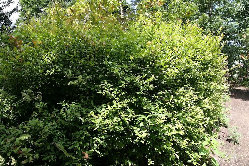 Alternative Shrubs Provide Similar Landscaping Benefits Alternative Shrubs Provide Similar Landscaping Benefits
