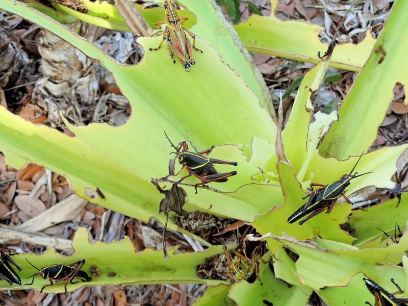 Amaryllis And Crinum Can Take The Heaviest Feeding