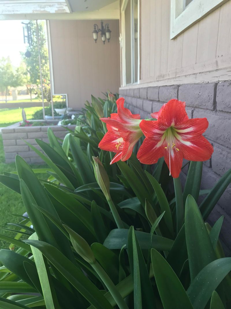Amaryllis Produces Bold Flowers From Large Bulbs