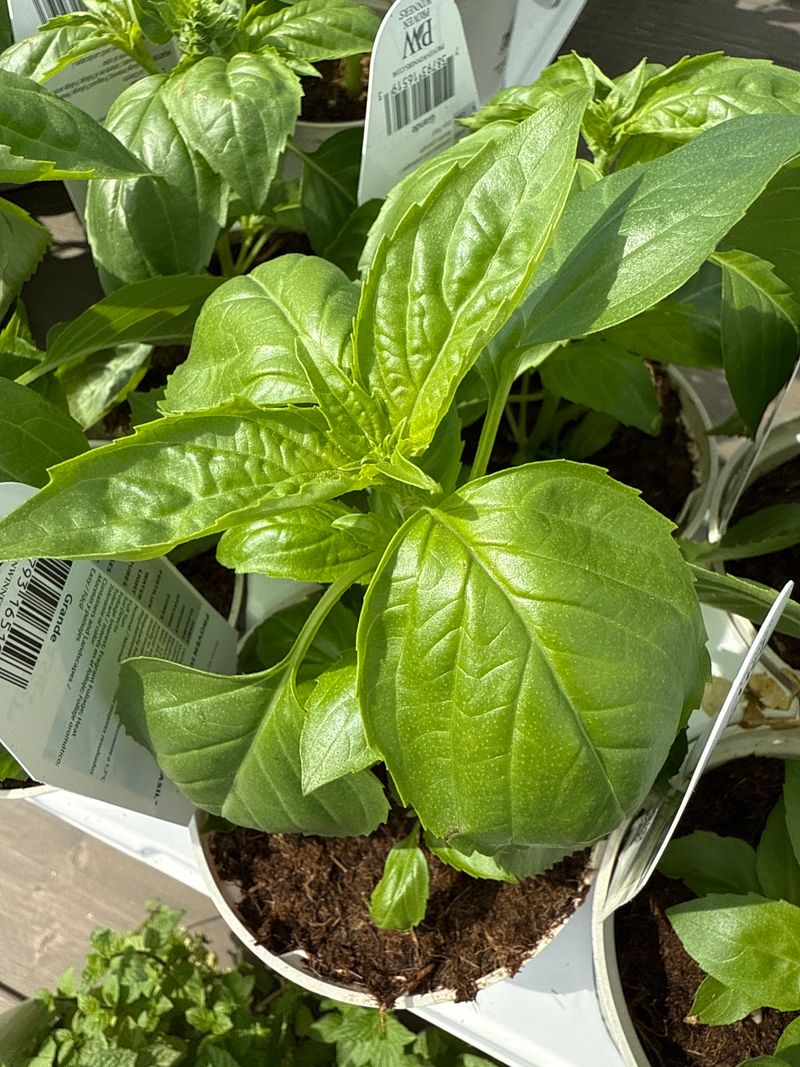 Amazel Basil Changes The Odds Before The First Yellow Leaves Appear