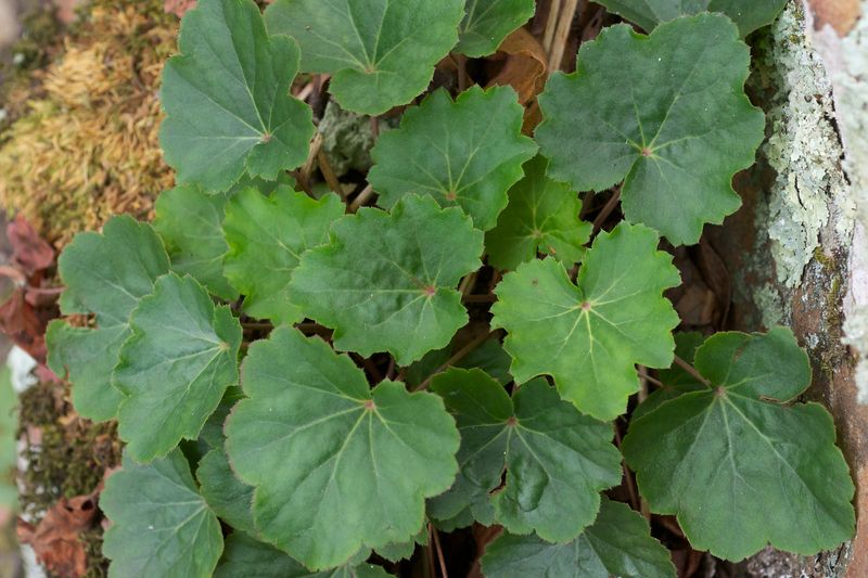 American Alumroot Adds Texture Without Full Sun