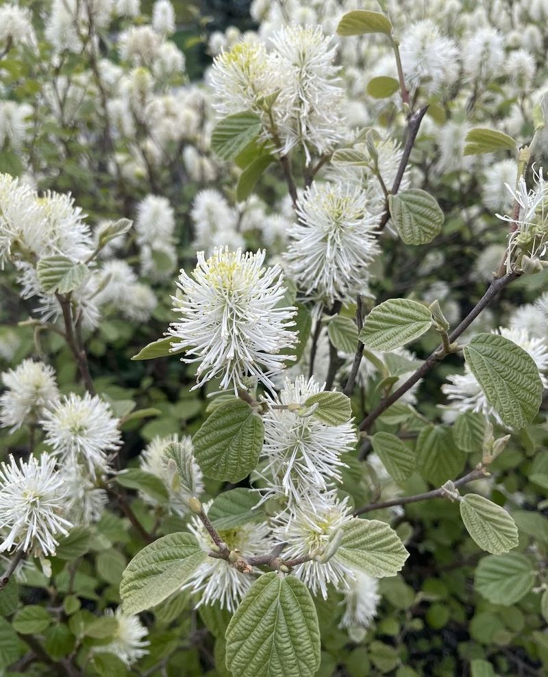 American Alumroot Forms A Neat Clump American Alumroot Forms A Neat Clump