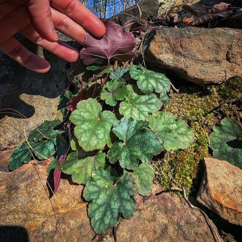 American Alumroot American Alumroot