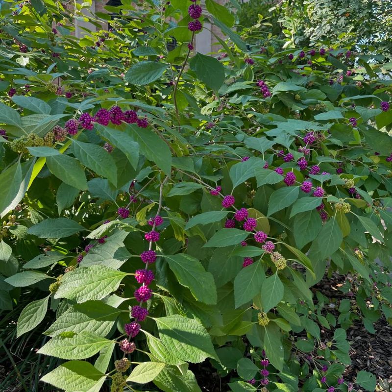 American Beautyberry Builds The Right Shrubby Edge