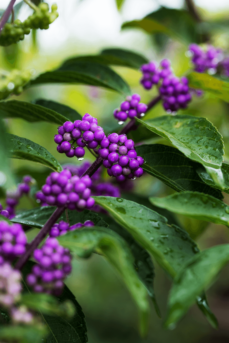 American Beautyberry Is Native To Tennessee Yards American Beautyberry Is Native To Tennessee Yards