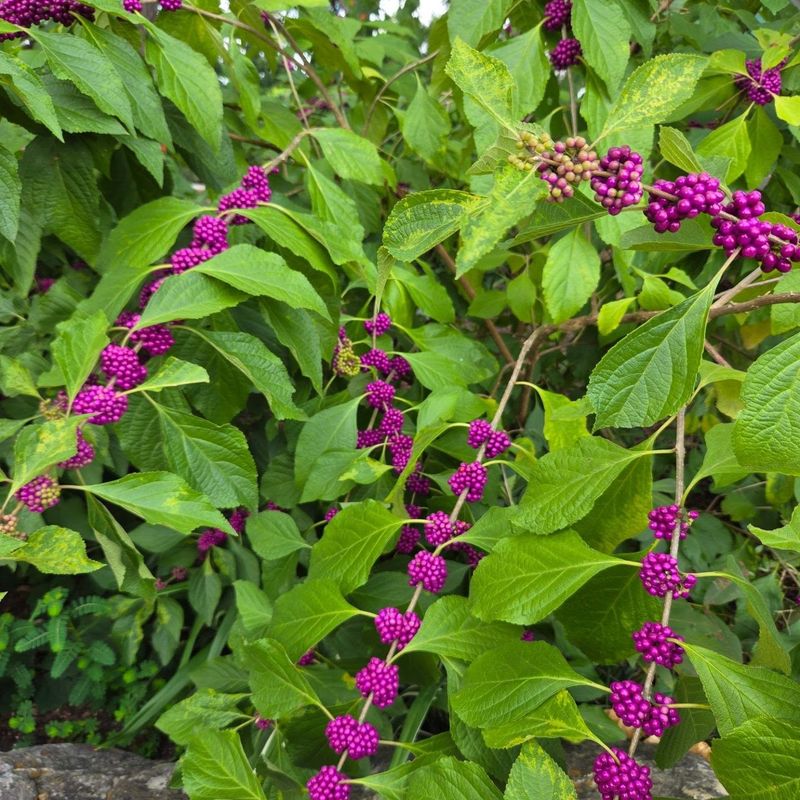 American Beautyberry