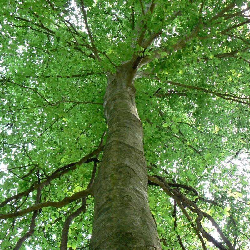 American Beech (Fagus Grandifolia) American Beech (Fagus Grandifolia)