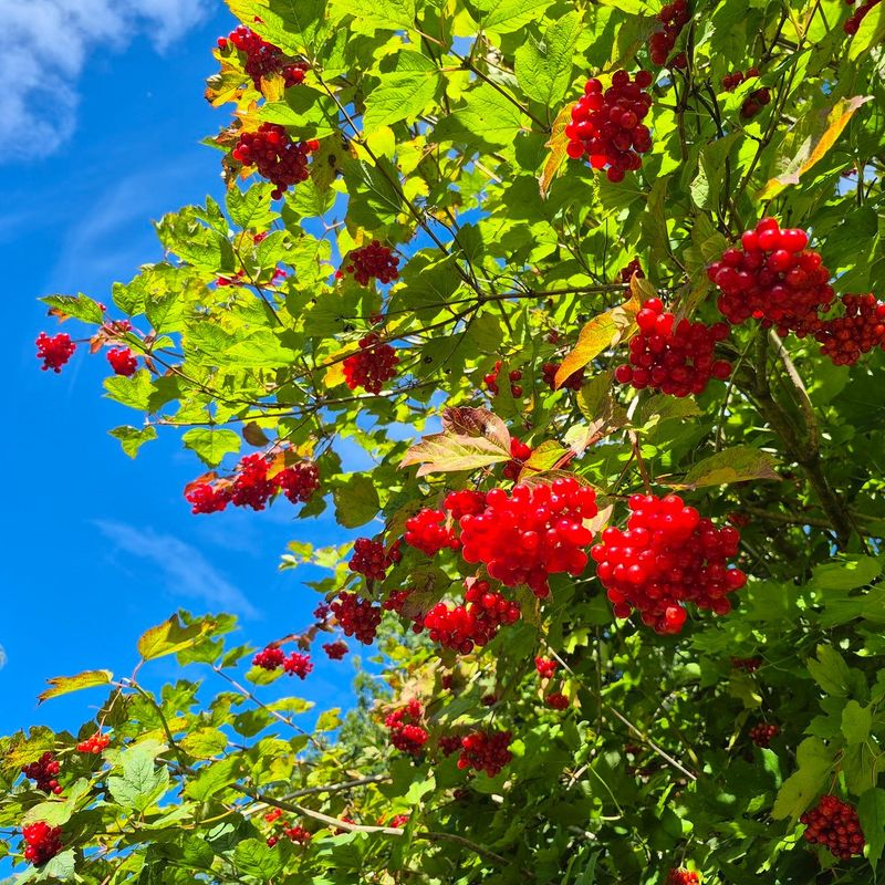 American Cranberrybush Handles Michigan Winters American Cranberrybush Handles Michigan Winters