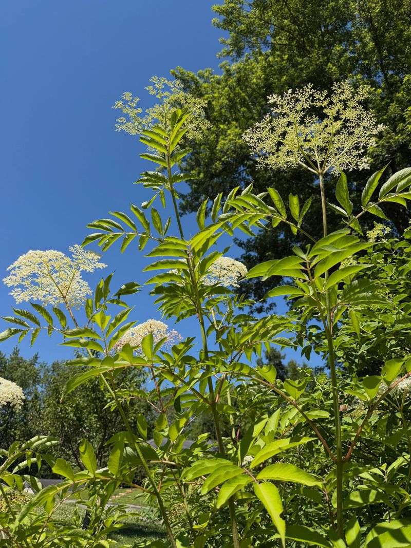 American Elderberry Adds Flowers And Berries American Elderberry Adds Flowers And Berries