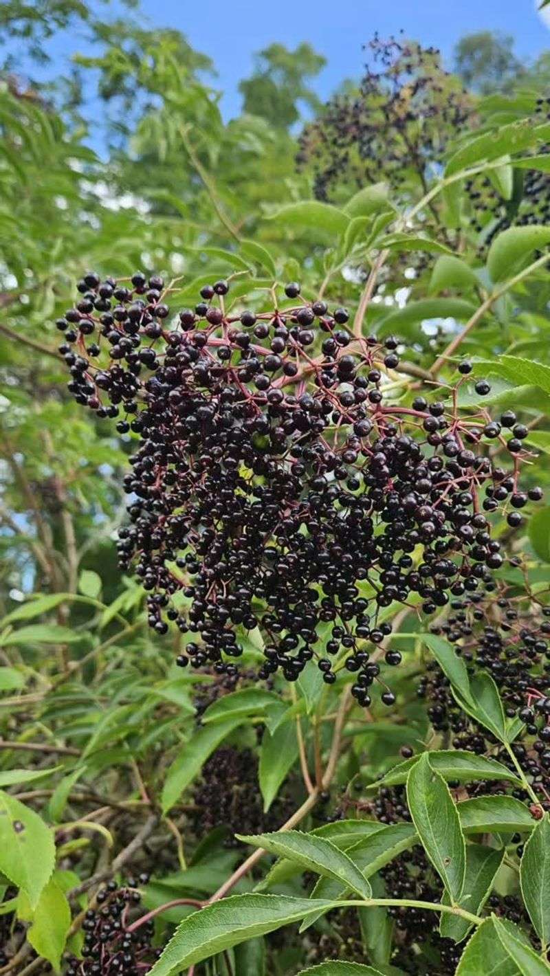 American Elderberry Grows Fast Enough To Build Privacy Quickly