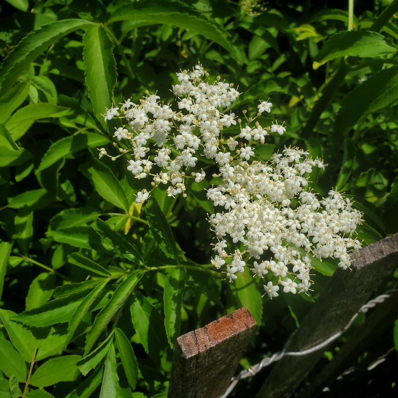 American Elderberry