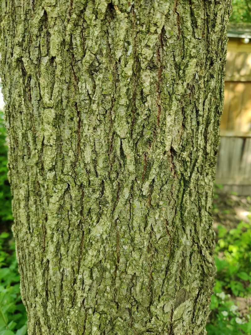 American Elm American Elm