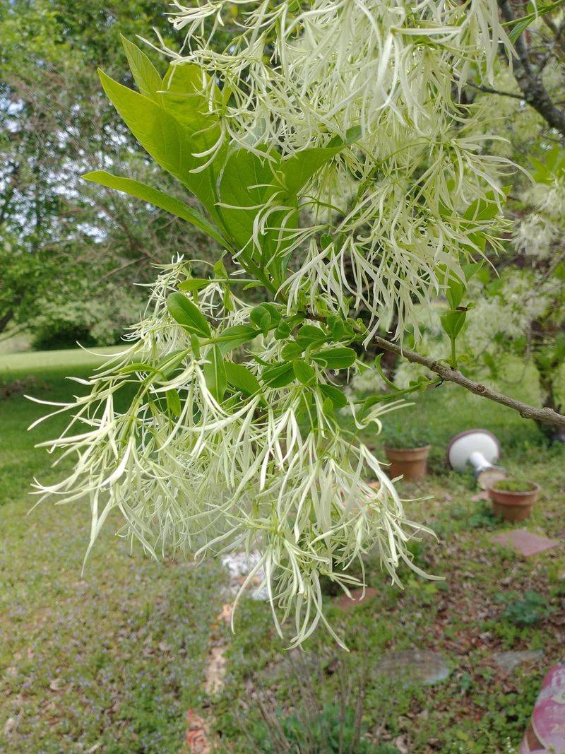 American Fringetree Keeps A Smaller Profile American Fringetree Keeps A Smaller Profile