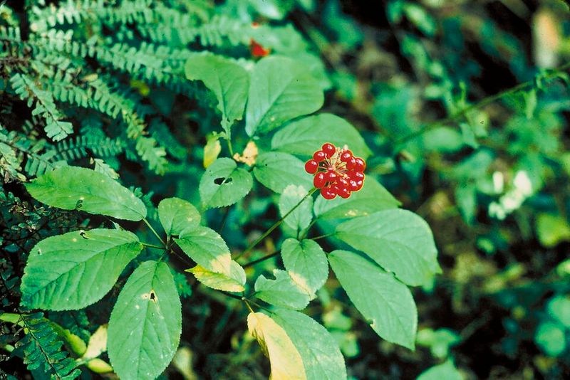 American Ginseng American Ginseng