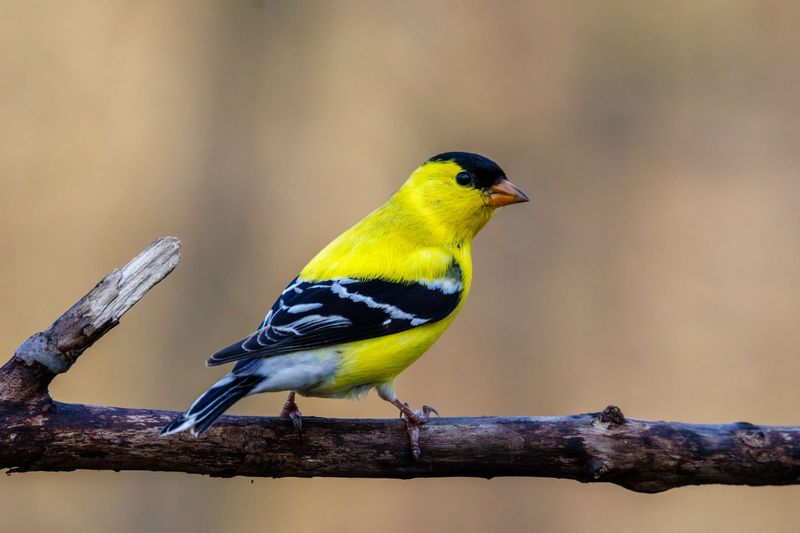 American Goldfinches