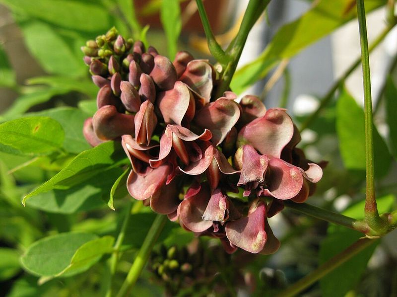 American Groundnut Climbs Best In Moist Garden Spots American Groundnut Climbs Best In Moist Garden Spots