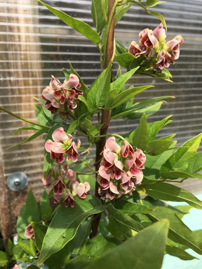 American Groundnut Twines Through Moist Garden Corners