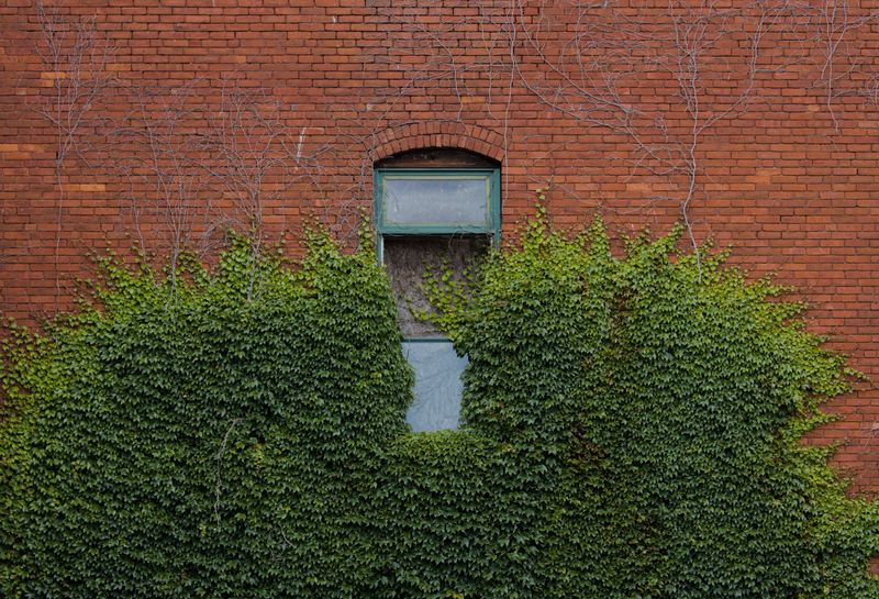 American Groundnut Vine Softening A Brick Facade