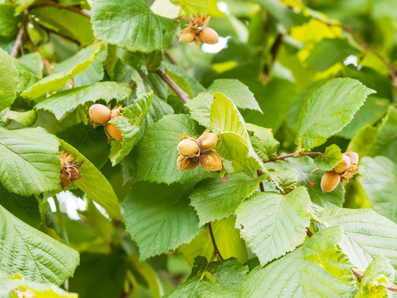 American Hazelnut (Corylus Americana)