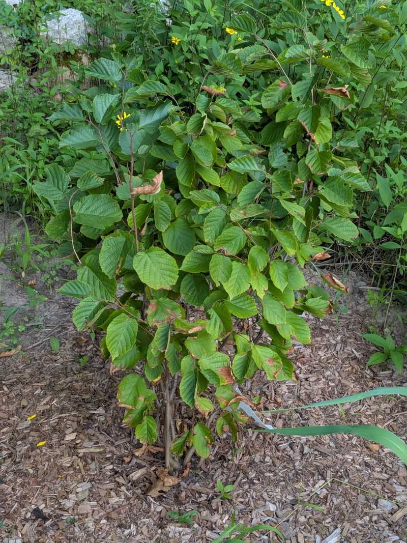 American Hazelnut Fills The Lower Shrub Layer