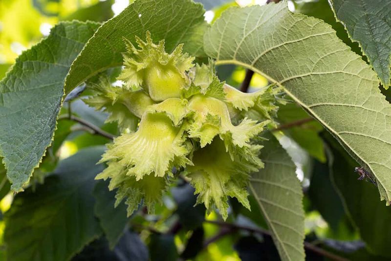 American Hazelnut Stays Strong In The Sun