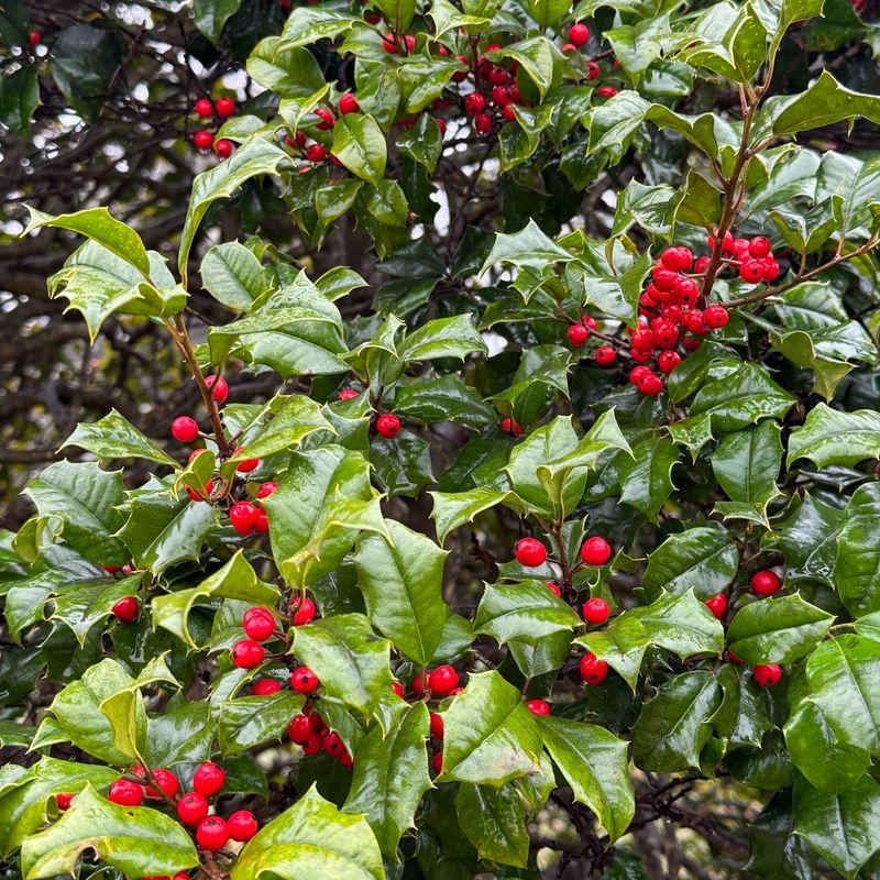 American Holly Makes A Dense Hedge American Holly Makes A Dense Hedge