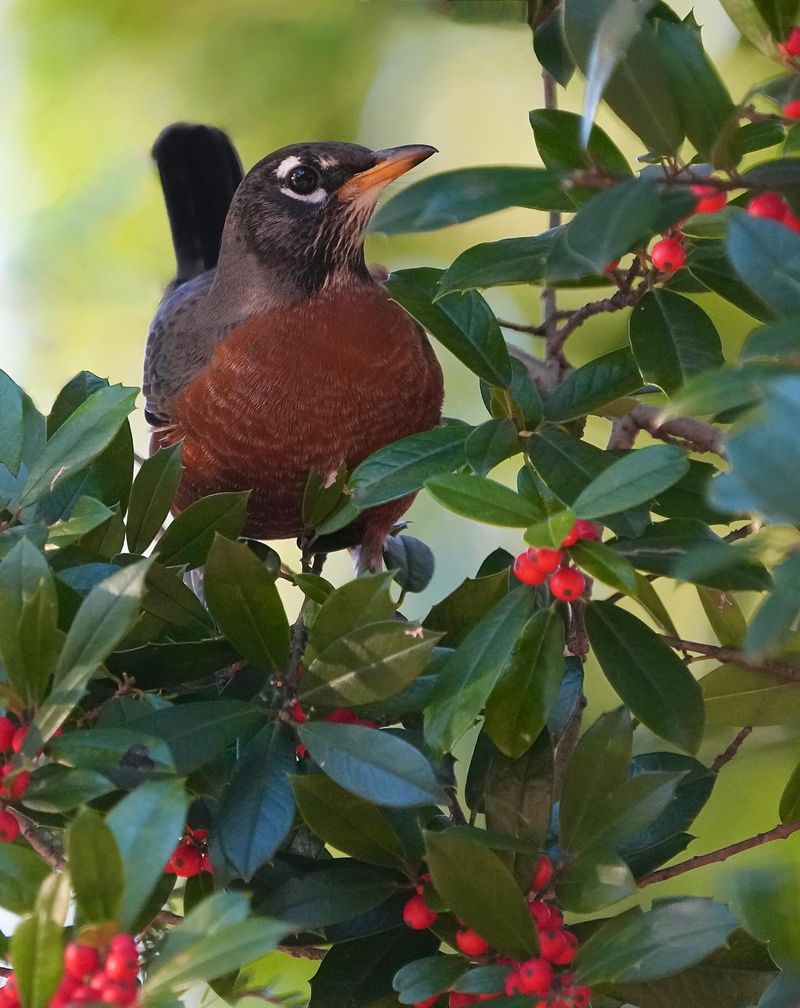 American Holly