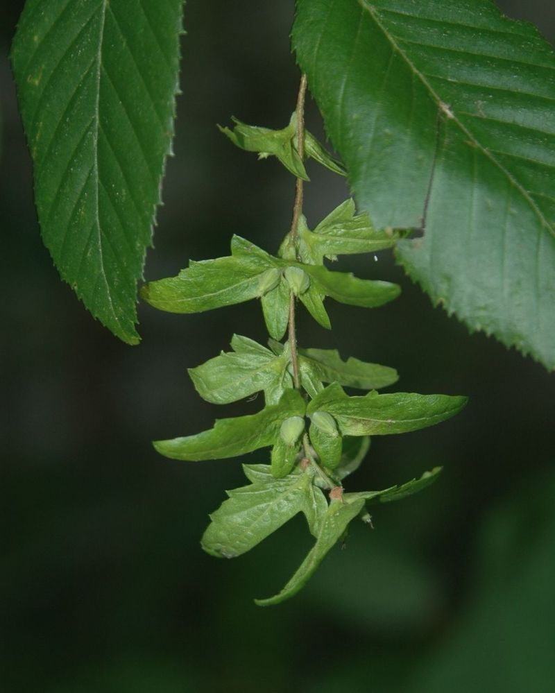 American Hornbeam (Carpinus Caroliniana) American Hornbeam (Carpinus Caroliniana)