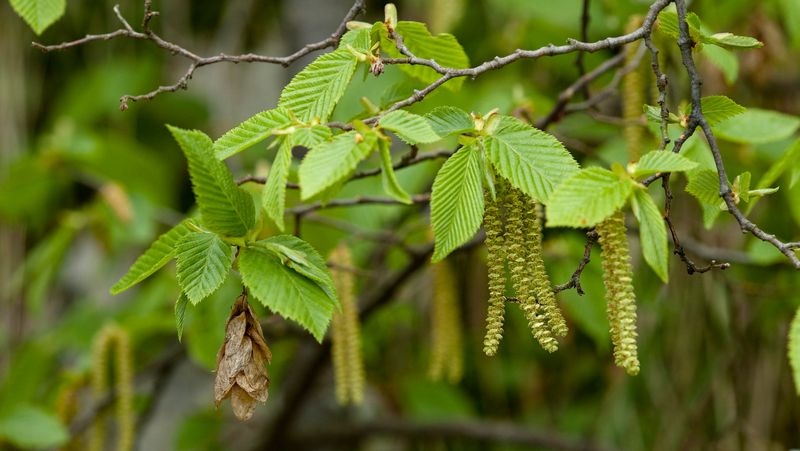 American Hornbeam Fits Where A Massive Shade Tree Never Could
