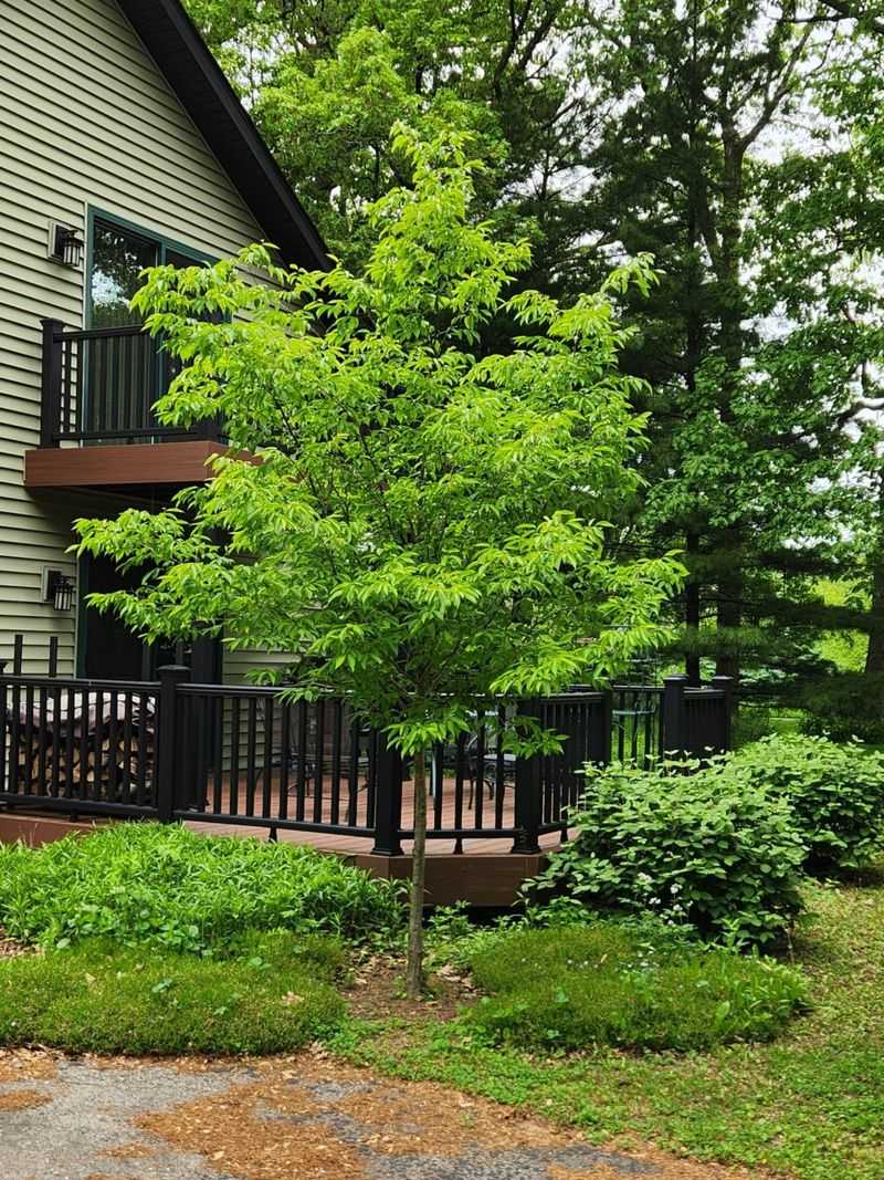 American Hornbeam Handles Extra Moisture Better Than Dogwood