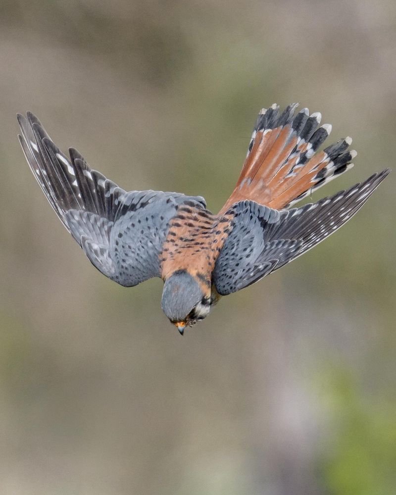 American Kestrels Can Hunt Close To Garden Areas American Kestrels Can Hunt Close To Garden Areas