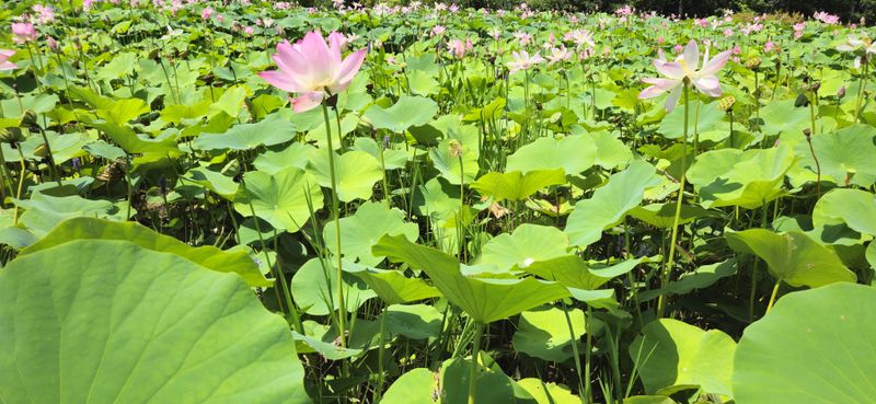 American Lotus Grows In Protected Wetland Habitat American Lotus Grows In Protected Wetland Habitat