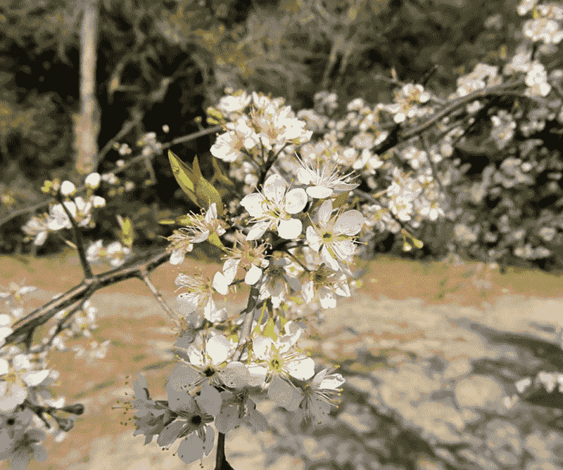 American Plum Adds Spring Flowers With Fruit Later In The Year