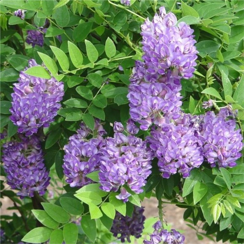 American Wisteria Delivers Cascading Blooms Without The Exotic Vine American Wisteria Delivers Cascading Blooms Without The Exotic Vine
