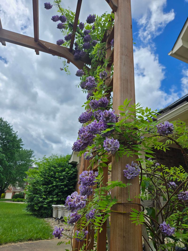 American Wisteria Gives A Strong Trellis A Native Show
