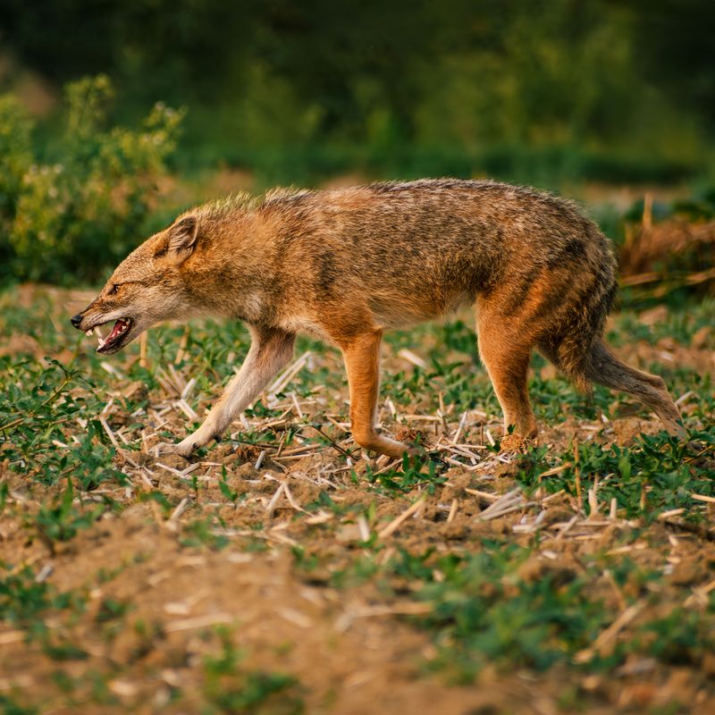 Ammonia Mimics Predator Scent Markers